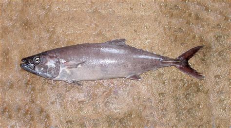 escobar fish|Escolar Fish Facts .